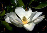 magnoliasouthern.jpg